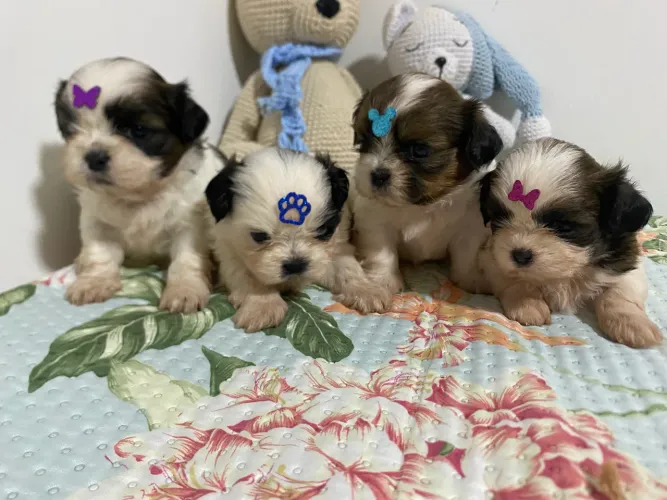 Filhotes de Shihtzu