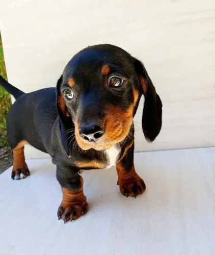 Filhote de Dachund