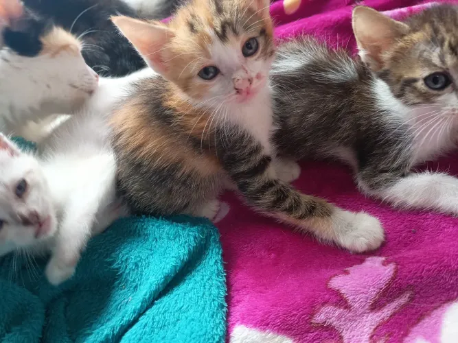 Doação de Gato
