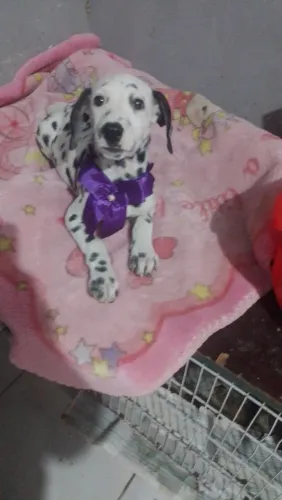 Dálmata fêmea vacinada promoção dias da mães