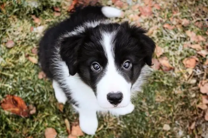 Border Collie Presença que transforma o cotidiano