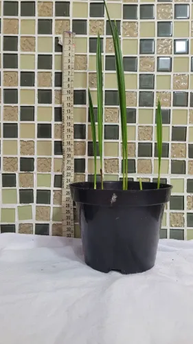 Mudas de tamareiras