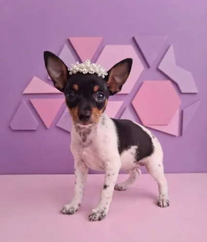 Pinscher Fêmea Encantadora Disponível