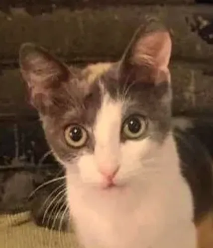 Gatinha tricolor filhote linda para adoção