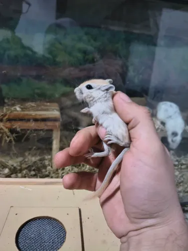Gerbil
