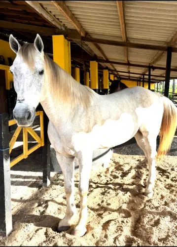 Cavalo de direito 