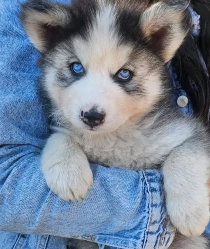 Filhotes de Husky Siberiano para venda. Valor R$1000,00. Pelagem Wooly