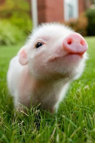 Mini Pig femea