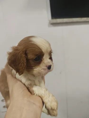 Filhote de Cavalier King Charles Spaniel macho Blenheim 