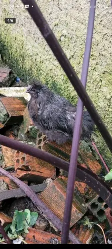 Galinha e galo [ casal ,sedosa do Japão