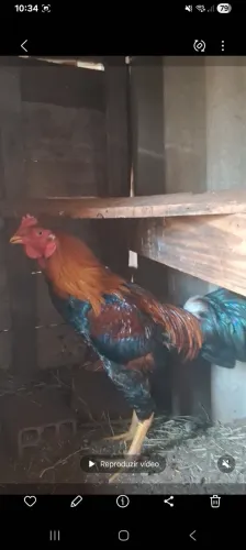 FRANGOS INDIO.