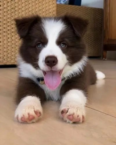 Border collie filhotes lindo com garantia