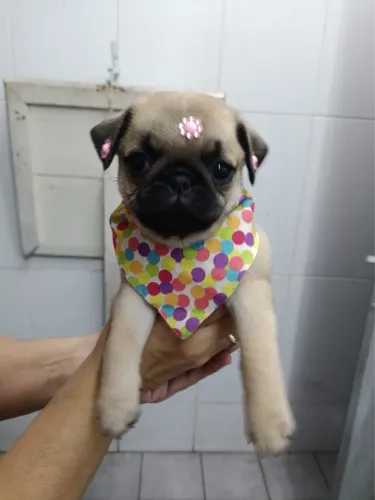 Filhote Pug disponível