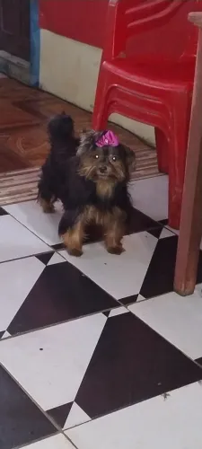 Yokshile fêmea