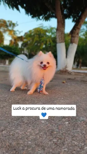 Luck a procura de uma namorada
