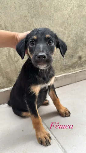 Filhote labrador fêmea 