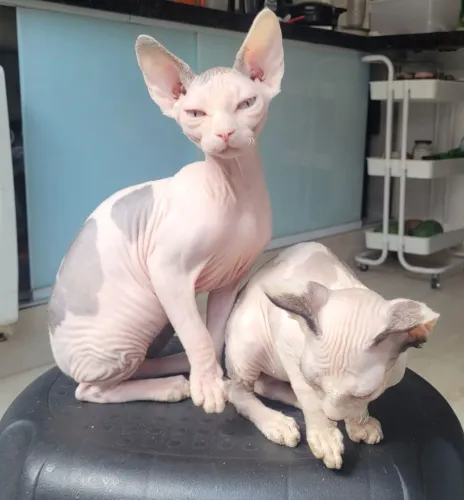 Gatos Sphynx 