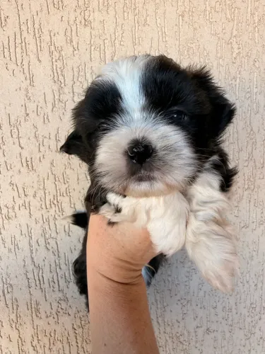 Filhotes de shih tzu fêmea e machos 