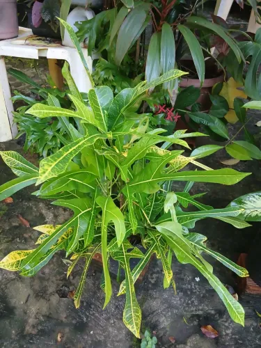 Plantas ornamentais