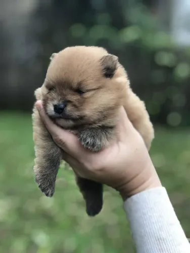 Filhote Spitz Alemão, fofos, saudáveis e amorosos!