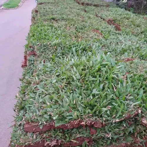 Grama São Carlos