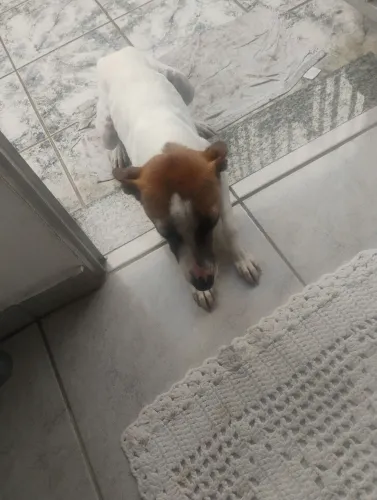 Doando cachorro 