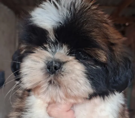 Shit Tzu fêmea 