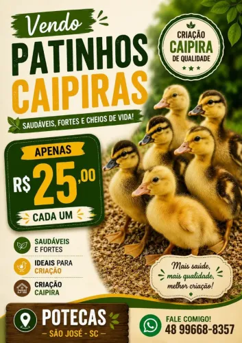 Vendo patinhos 25,00 cada.