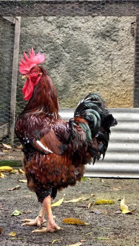 Galo GSB