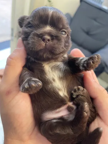 Filhotes de Shihtzu 
