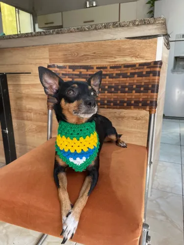 Bandana do Brasil