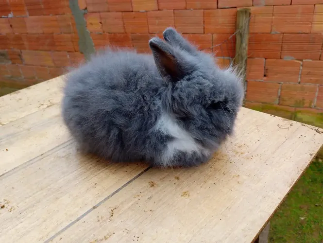 Mini lion head