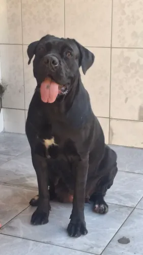Cane corso