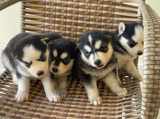 Husky siberiano fêmea e macho 