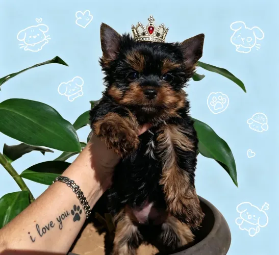 Yorkshire terrier e chihuahua macho 