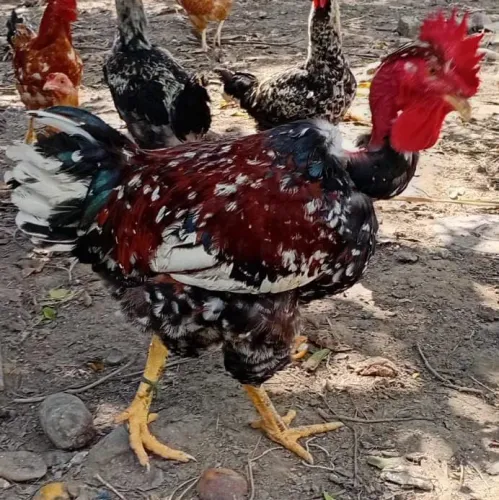 Vendo frango raciado de balão 