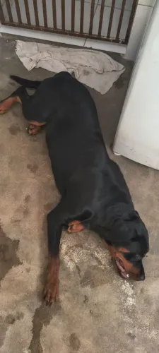 Procuro macho Rottwiller para cruzar