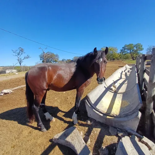Vendo cavalo