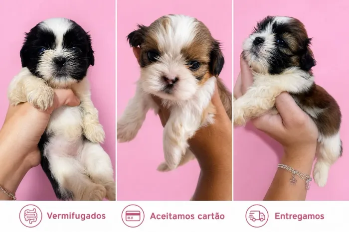Shih tzu macho e femea raça pura lindos