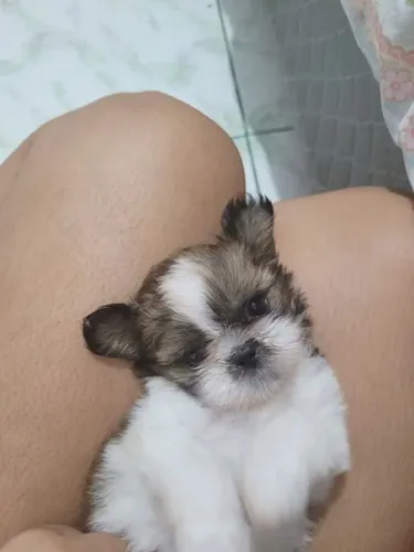 Filhotes de Shih Tzu | Filhotes que encantam pelo olhar!