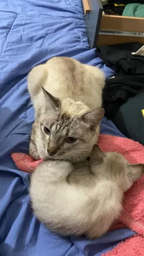 GATINHOS ADOÇÃO RESPONSÁVEL