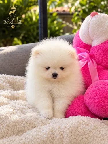     Lulu da Pomerânia Anão Branco Pequeno Príncipe ?