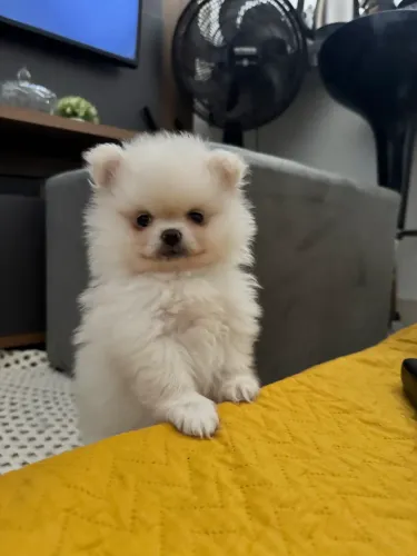 Lulu da pomerania 