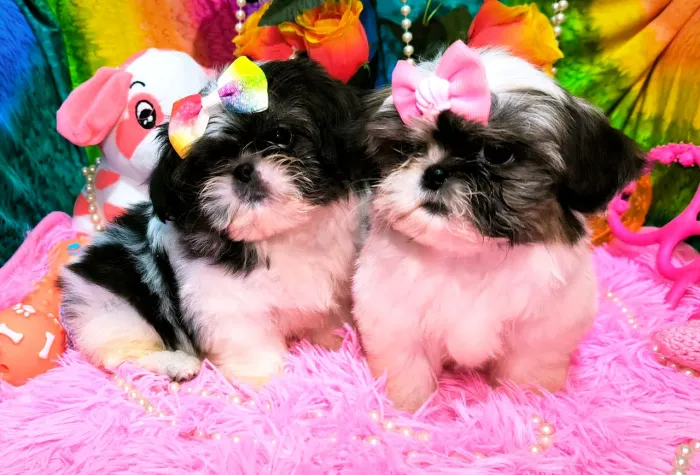 Shih Tzu mini fêmeas