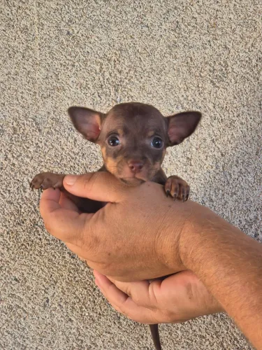 Vendo uma pinscher fêmea