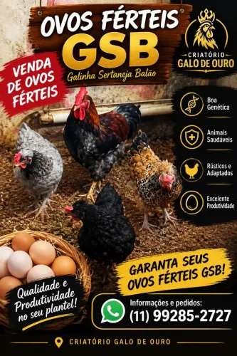 Ovos férteis de GSB galinha balão