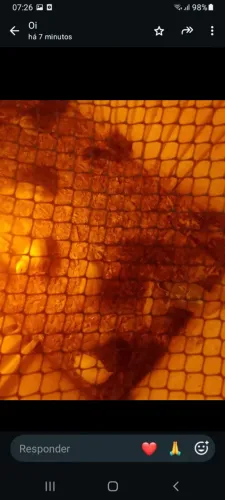 Filhote de codorna