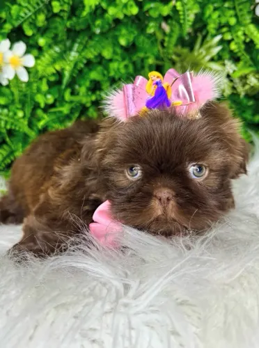 shihtzu fêmea 