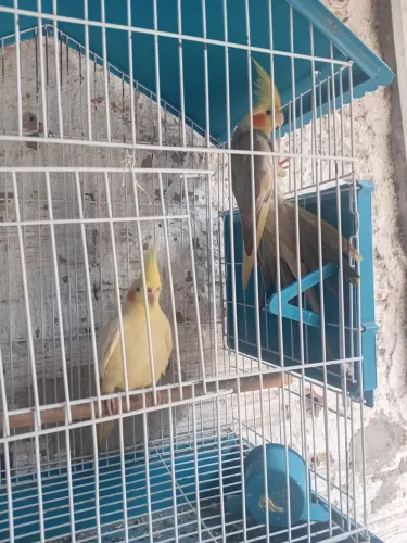 Vendo as duas
