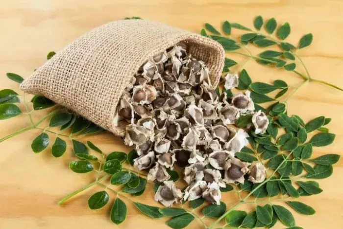 Sementes de Moringa